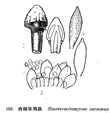 肉柄華雞[土+從]