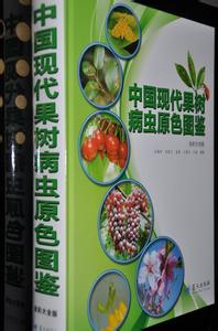 茶殼球孢菌根腐病