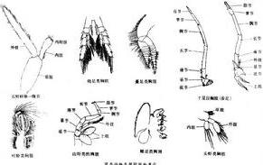 甲殼動物亞門