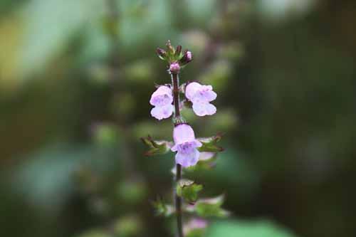 小花輪鐘草