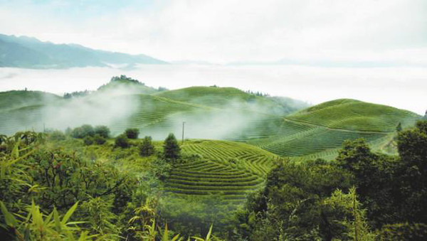 台山白雲茶