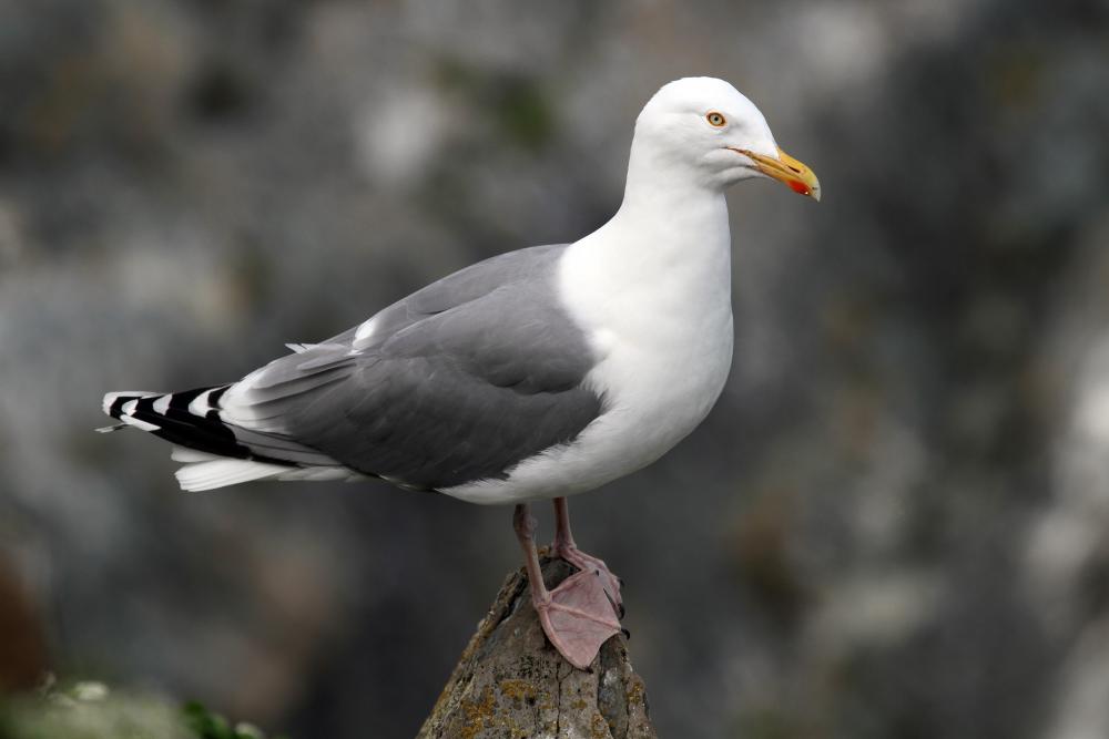 銀鷗（Larus argentatus）