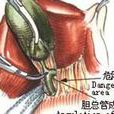 膽囊運動障礙