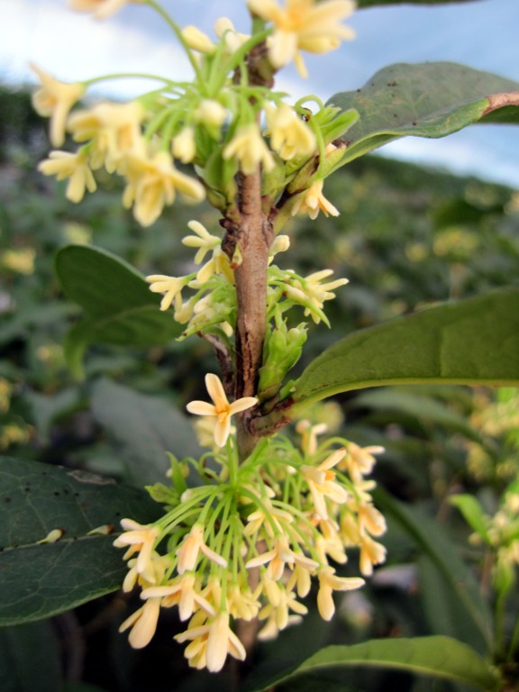 日香桂花