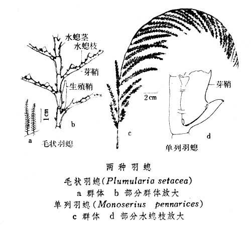 羽螅科