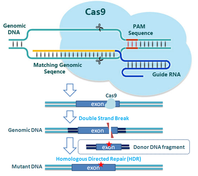 CRISPR-Cas9