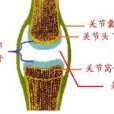 骨及骨關節疾病診斷學（第4卷）