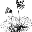 溫州長蒴苣苔