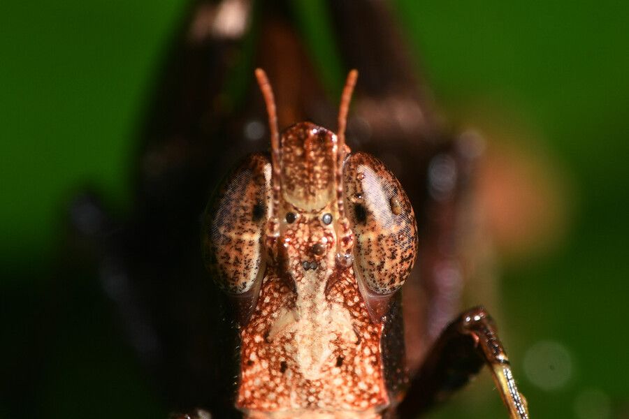 突眼蝗屬