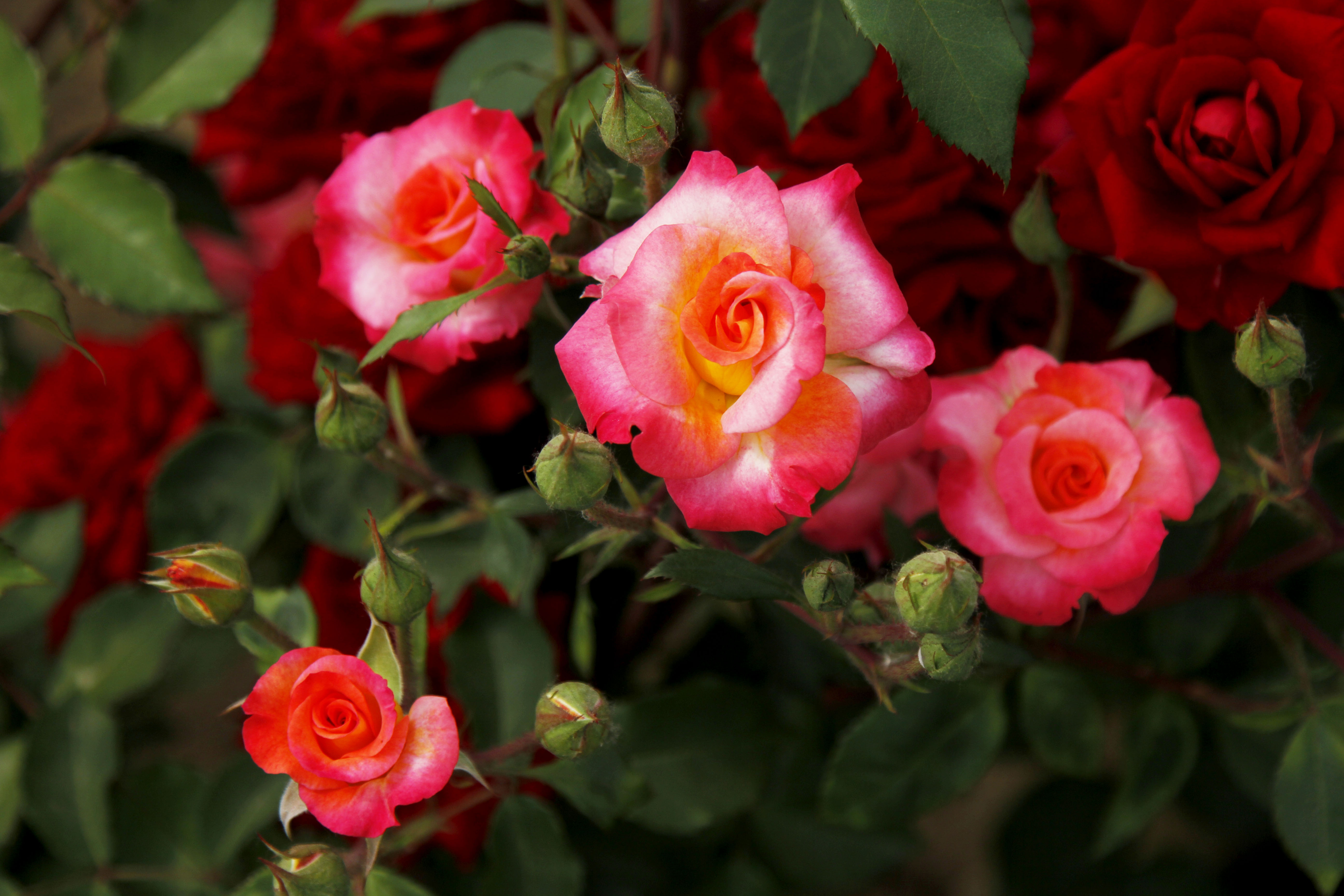 童話(薔薇屬植物新品種)