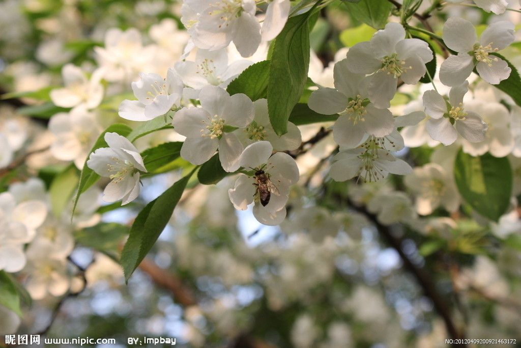 金蜂(薔薇科蘋果屬植物)