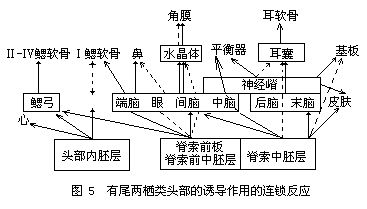 胚胎誘導作用