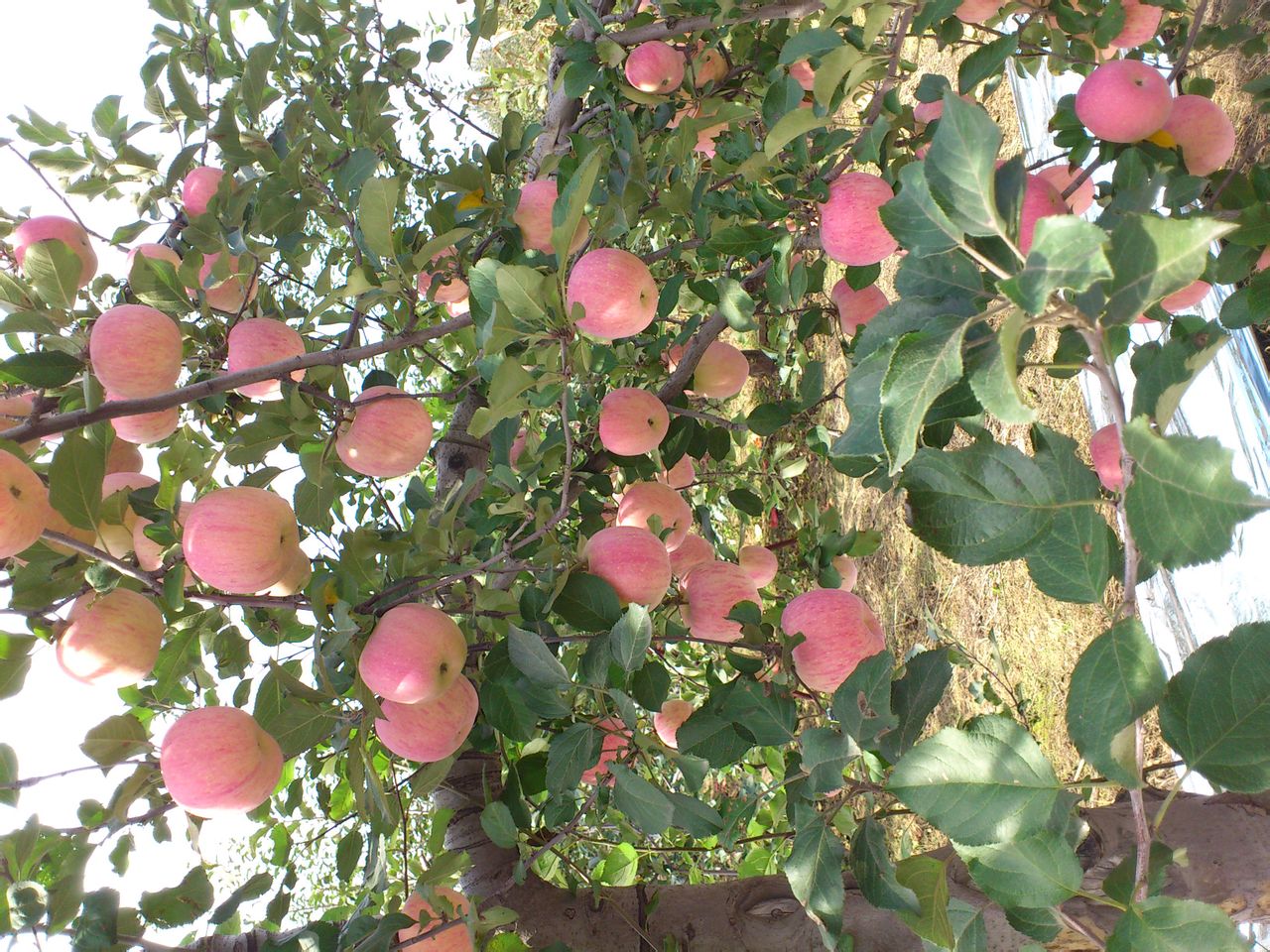 紅富士蘋果——阿莊鎮特產