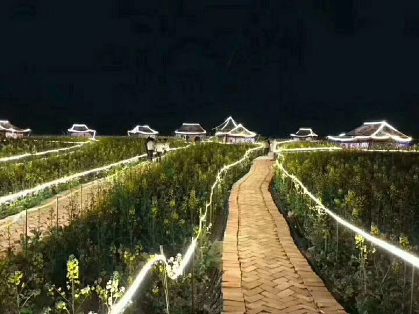 壁山村菜花節夜景