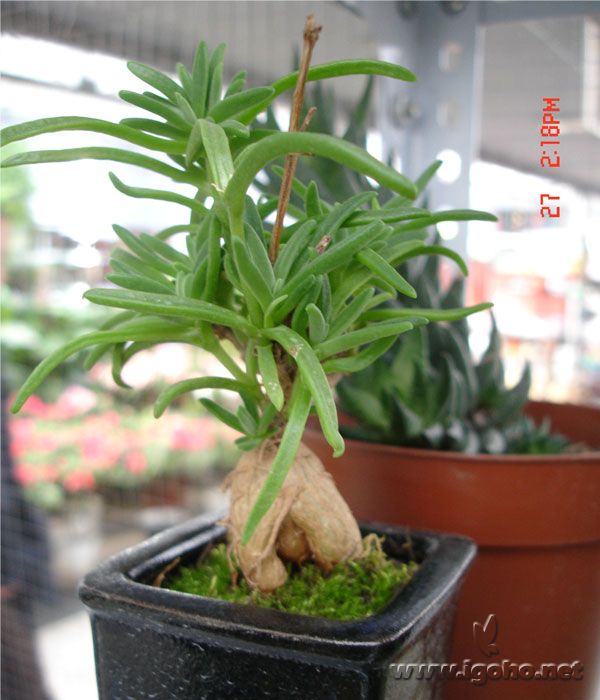 觀根植物——冰花