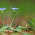 腋生彎蕊芥