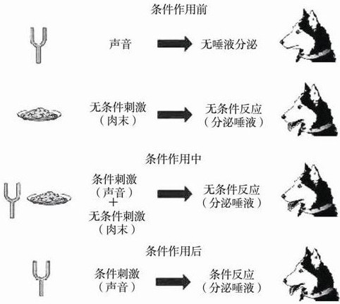 行為主義(現代心理學，政治研究主要流派之一，)