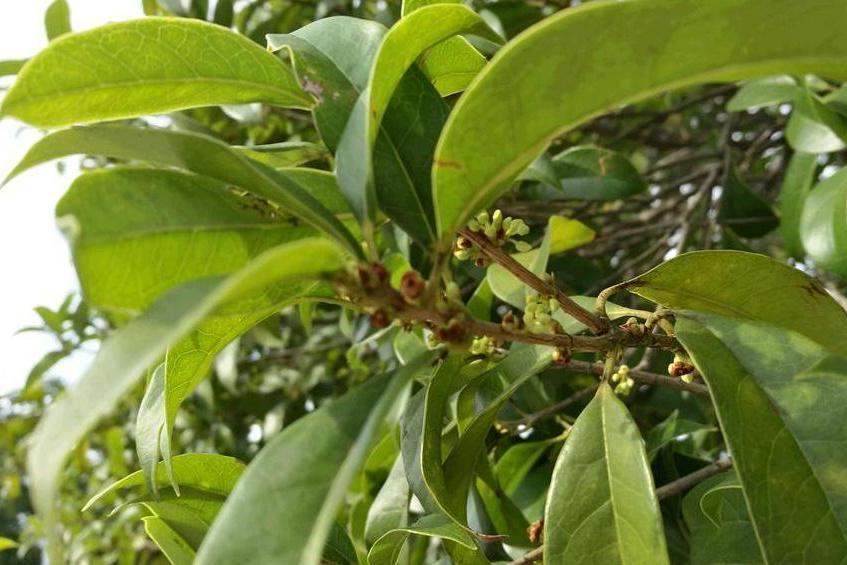 桂花黃山學院15號