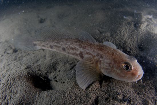 六絲鈍尾蝦虎魚