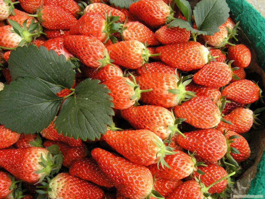 黃川草莓