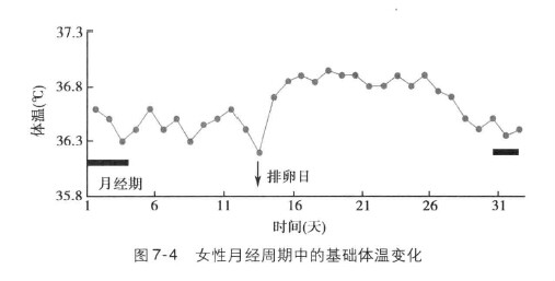 基礎體溫與月經周期