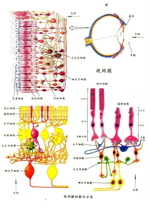 視網膜細胞及分層