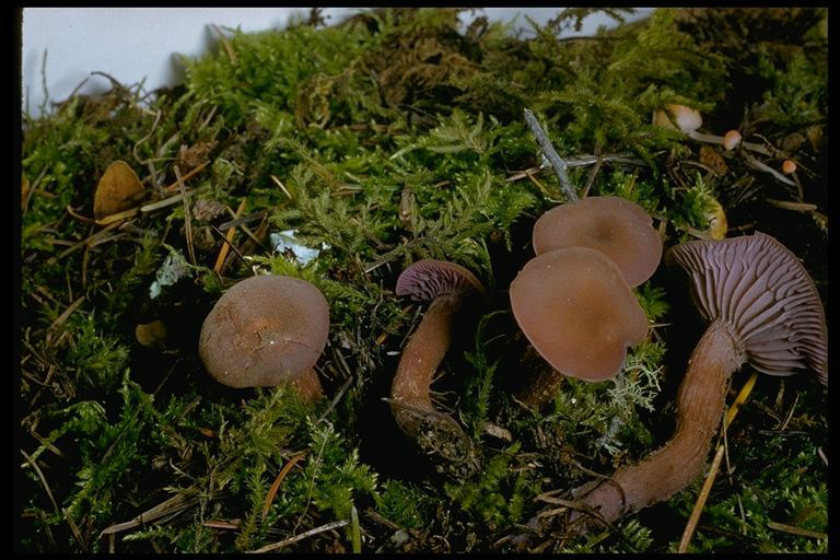 Laccaria amethysteo-occidentalis