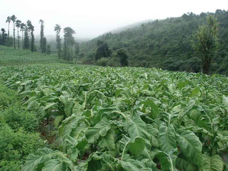 辣麻子箐村