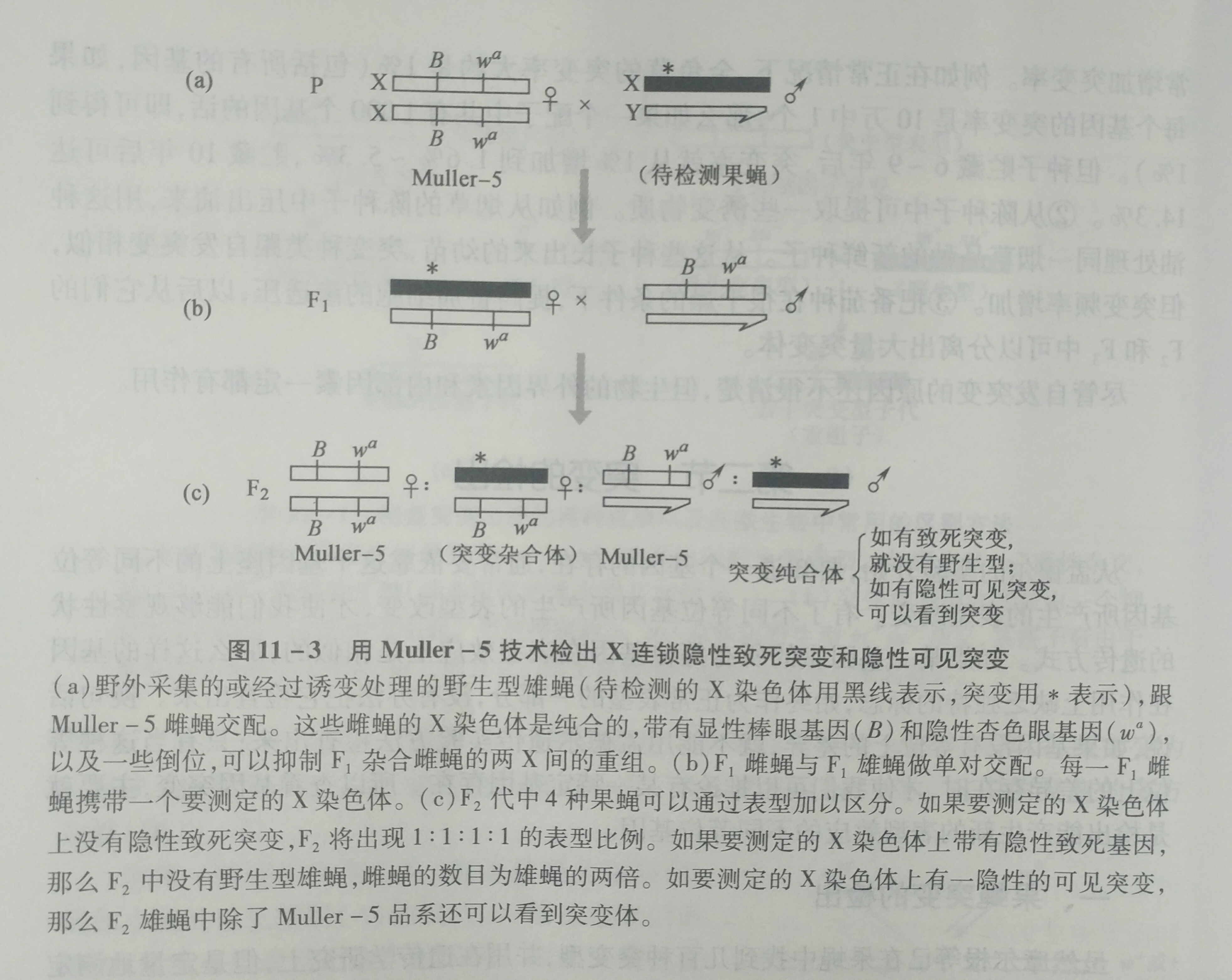 Muller-5品系