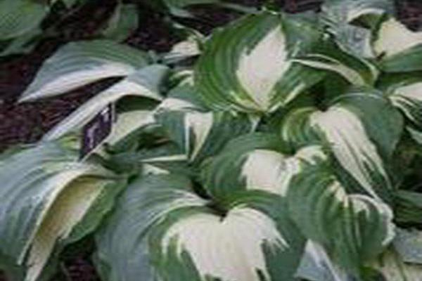 Hosta \x27Night Before Christmas\x27