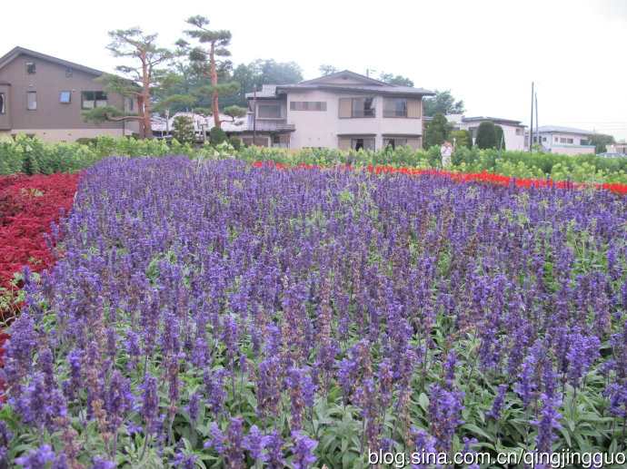 山中湖花之都公園