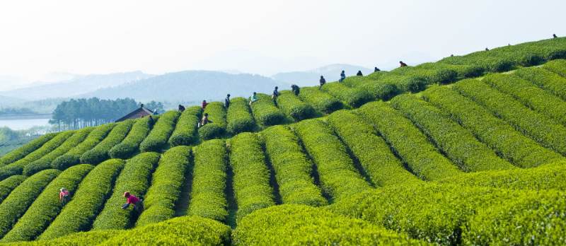 懷寧茶田