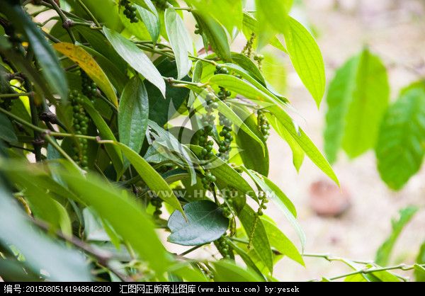 思茅胡椒