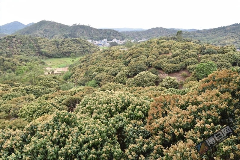 浪平鎮和睦村萬畝荔枝花