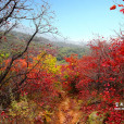 第二屆嵩山紅葉節