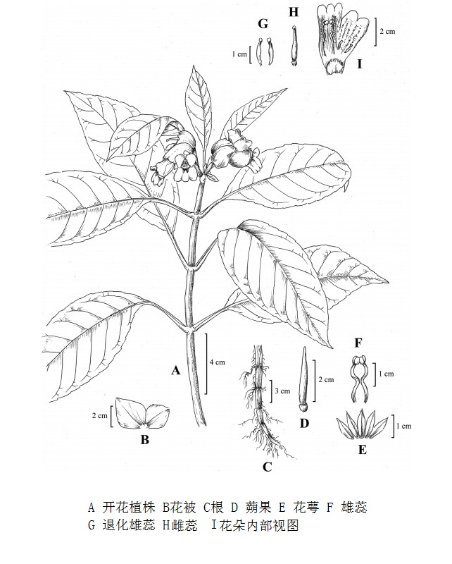 白花半蒴苣苔