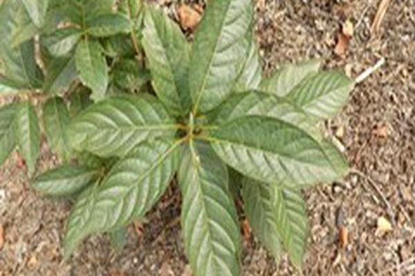 Cephalanthus occidentalis \x27SMCOSS\x27 SUGAR SHACK