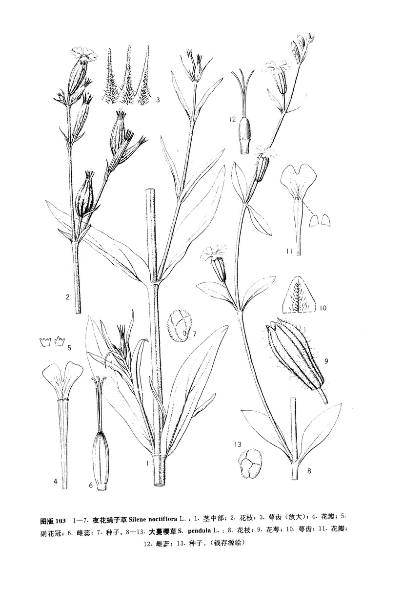 夜花蠅子草