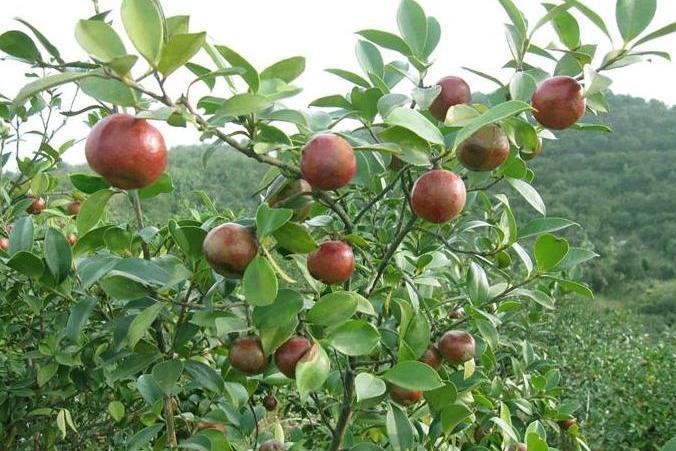 油茶無性系渝林油9號