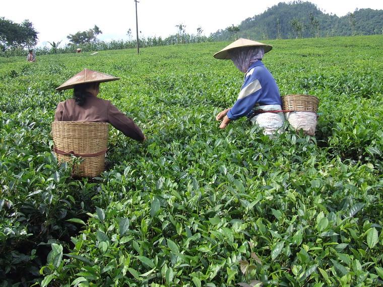 茶葉種植