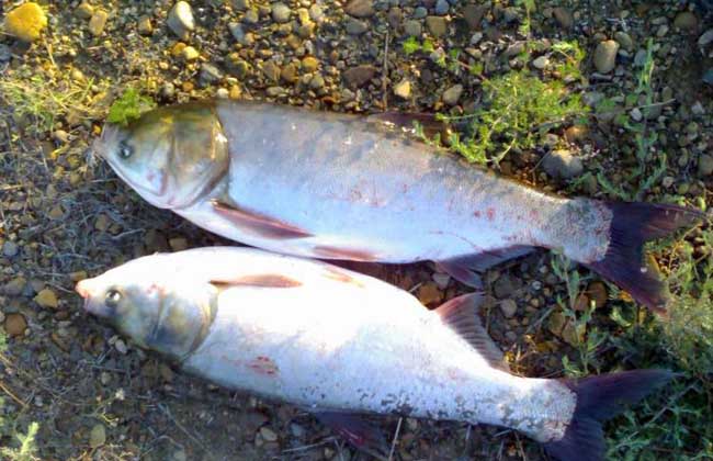 連環湖麻鰱魚