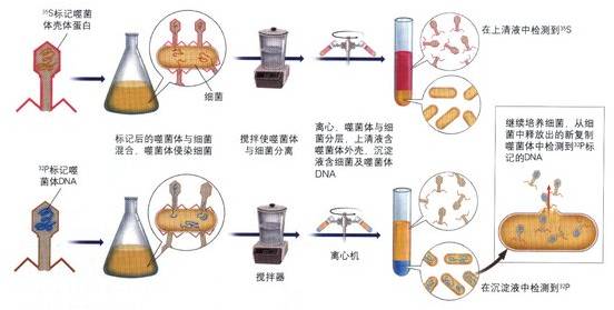 噬菌體感染實驗