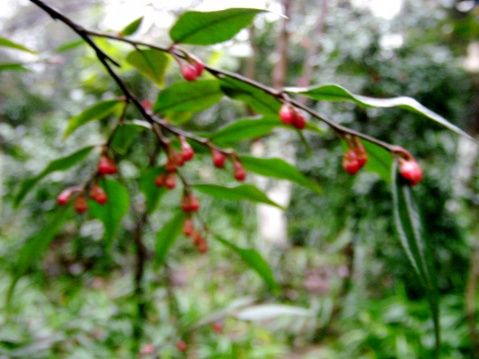 大萼連蕊茶