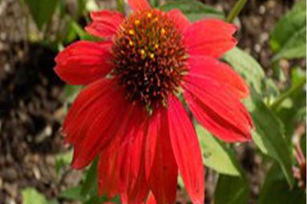 Echinacea purpurea \x27Balsomsed\x27 SOMBRERO SALSA RED