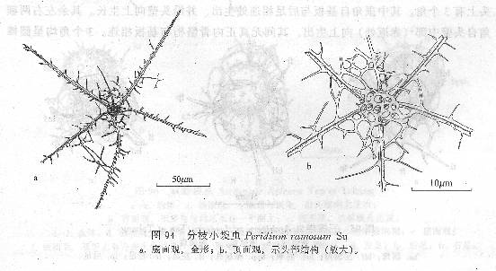 分枝小袋蟲