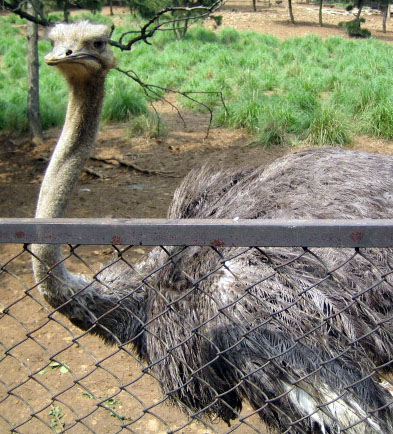 合肥野生動物園