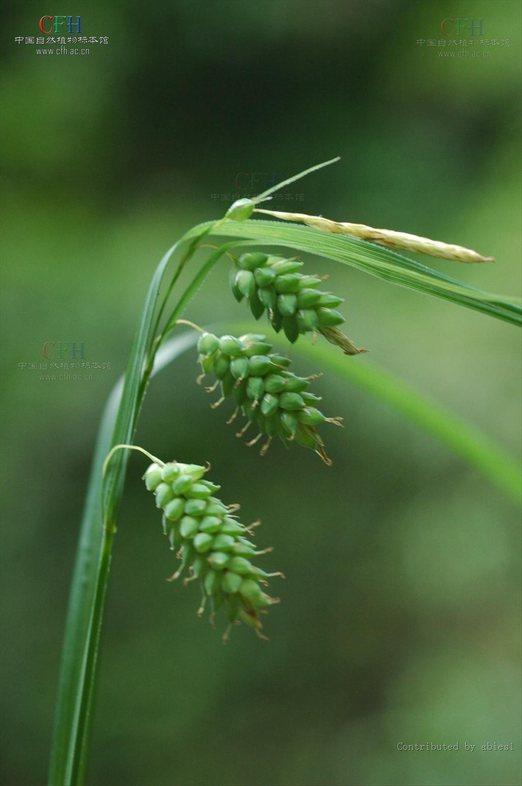 倒卵鱗苔草