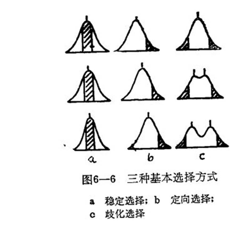 歧化選擇