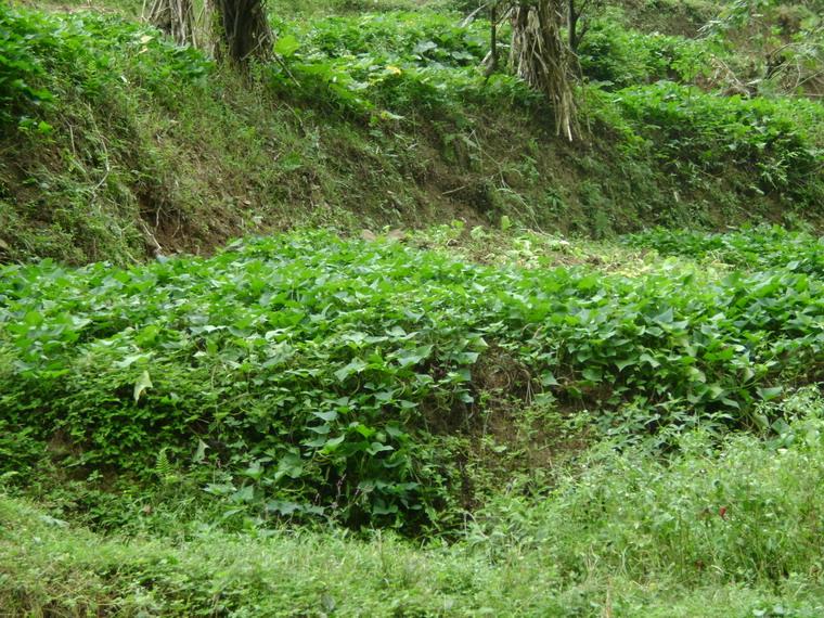 當地的種植業