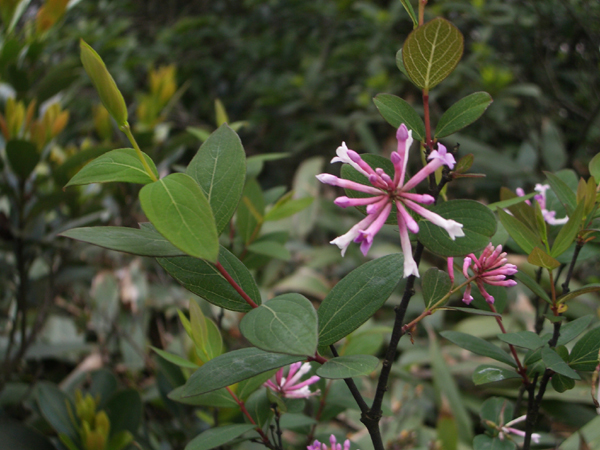 披針葉蕘花